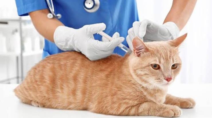 Biaya Suntik Scabies Kucing Semua Tempat