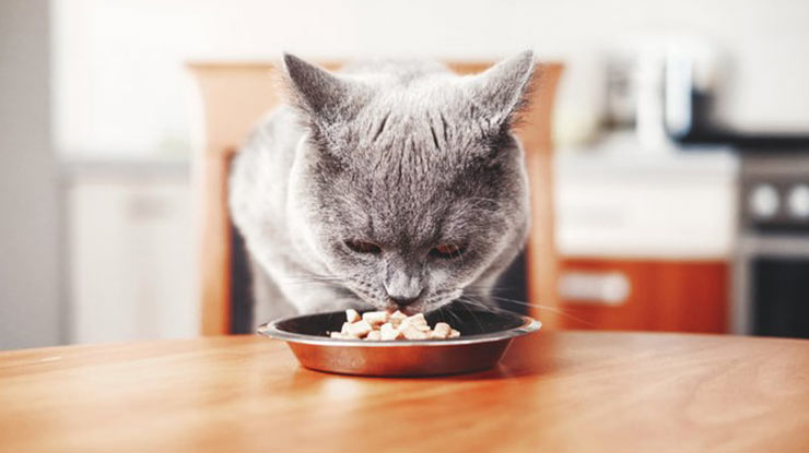 Tips Memilih Makanan Kucing