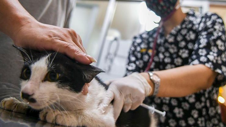 Biaya Steril Kucing Jantan dan Betina