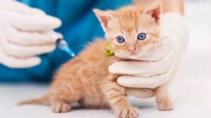 Rincian Biaya Vaksinasi Kucing